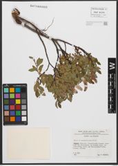 Foto von Salix waldsteiniana Willd.